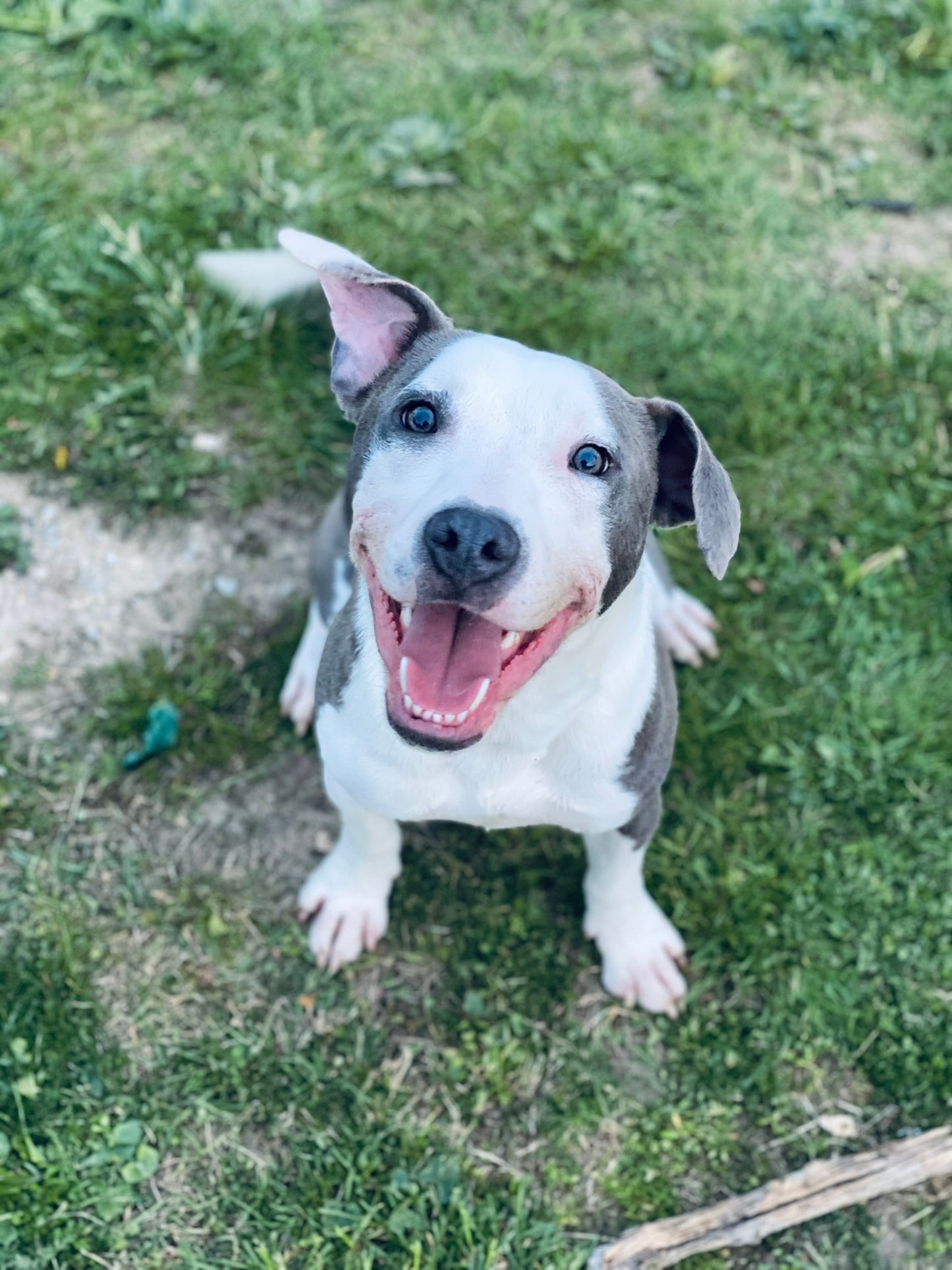 Buy Max a Treat, get a free sticker